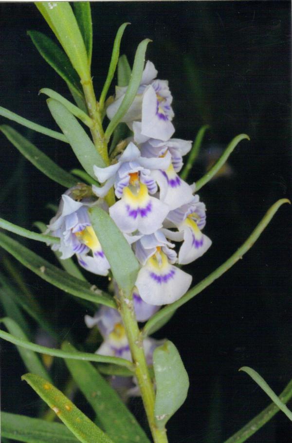 Hybanthus floribundus